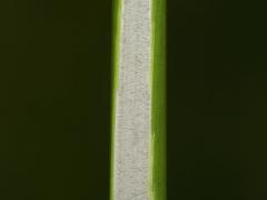 stalk, detail
